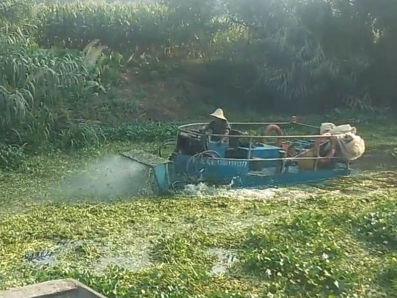 水草收割船应用于芦苇收割操作简单　省时高效